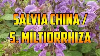 PARA QUE SIRVE 🌿SALVIA ROJA 🌿 DAN SHEN 🌿AMENORREA 🌿 MENSTRUACI&Oacute;N IRREGULAR🌿PROBLEMAS CIRCULATORIOS🌿