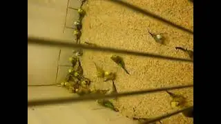 Visit to Gerlad Binks Aviary by Mobassir Sattar in Sep-2010 Birds Video-4 of 7