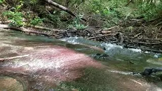 Running Waterfall Sounds at Fall Branch Falls near Blue Ridge, Georgia