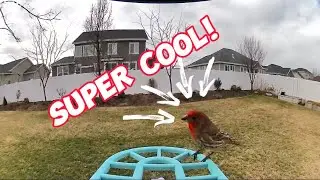 Birdwatching Elevated: EFURDEN Smart Bird Feeder Review! 🐦📹