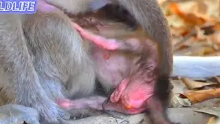 1-Hour, Sweet and Peaceful Moments of Newborn Baby Monkeys Growing Safely
