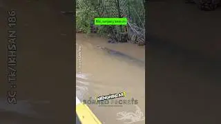 Buaya Muara Raksasa Berenang di samping Perahu #shorts #predator #buaya