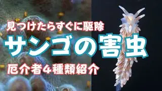 【センコー勉強会】サンゴの害虫４種類の紹介