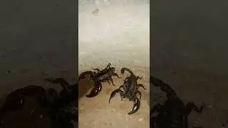 Pet Farm #scorpion #country