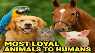 Most Loyal Animals To Humans