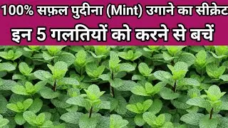 पुदीना ऐसे उगाएं कि बार बार खरीदने की जरूरत ना पड़ें/5 Secret hacks to grow mint faster.☘️☘️☘️☘️