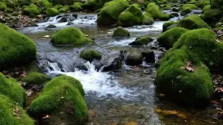 Gentle River Stream with Wind Through Trees | 11 Hours ASMR for Restful Night