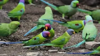 Blossom Headed or plum headed Parakeets | Hidden Camera
