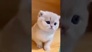 ❤️ #viral #gatinhos #fofos