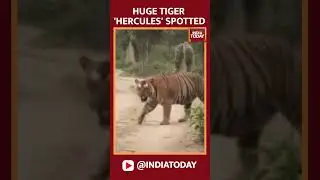 Massive 300kg Tiger 'Hercules' Spotted in Uttarakhand | India Today News