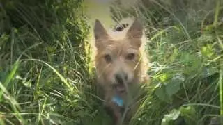 Dog-Friendly Holidays in Cornwall