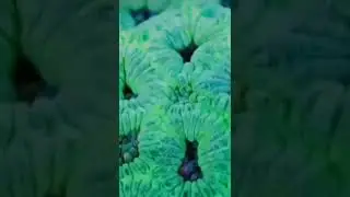 Oddly Satisfying Time Lapse #Coral Reefs