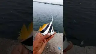 Unexpectedly $100 Aquarium Color Fish Catch.  #fshing #fishingvideos #thoondilulagam #seafishing
