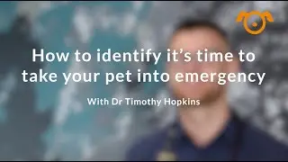 How to identify it's time to take your pet into emergency with Dr Timothy Hopkins