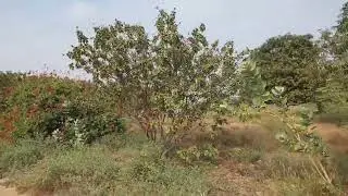 Ada nak farm ta umay ko ited tuy dalig ti karamatilya