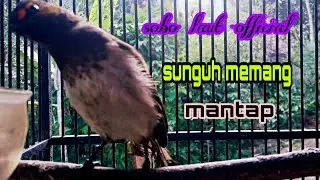 Rengganis gacor / cucak wilis / memangil lawan