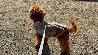 トイプーうにの今日のさんぽ　#トイプードル #toypoodle #可愛い #癒し #puppy #cute