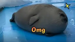 Sea Doggos are Back
