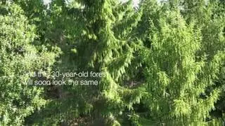 Video Sample (Iggesund - Forest)