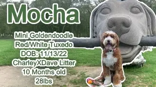 How Many Tricks Can A Goldendoodle Learn By 10 Months Old? | CharleyXDave Litter