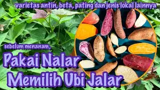 Kenali Varietas Unggul Ubi Jalar sebelum Menanam #Kebun #Tanaman #Umbi