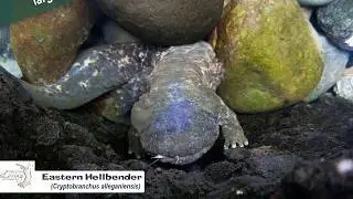VLM Aquatic Salamanders
