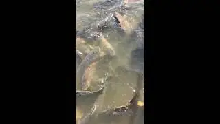 Fish feeding in Taudaha
