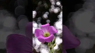 Creative macro photography idea #shorts #mobilephotography #phototech