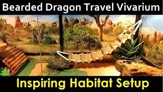Bearded Dragon Travel Vivarium - Inspiring Habitat Setup (Step by Step)