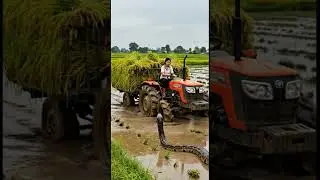 a young girl drive a tractor big snake appear in rice field #viralshorts #viralshort