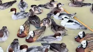 All kinds of waterfowl&rsquo;s  at Kirmani Breeding farm 