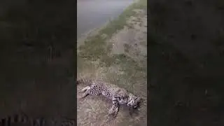 Mataron un precioso Leopardus Geoffroyi (Gato Mont&eacute;s) camino a Puerto Reconquista
