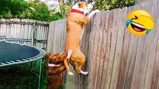 Funniest Animal Videos 😄 Silly Pets Doing Silly Things