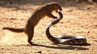 Mongoose vs Cobra Fight | Real Wild Animal Battle | Snake vs Mongoose Documentary