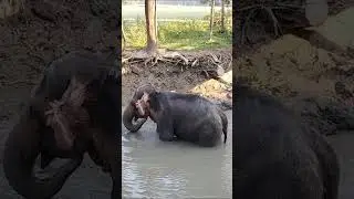 Elephant Hati video 15.10.25 hati video #elephant #hati #shorts