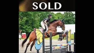 Selling is different at SportHorseAuctions.com