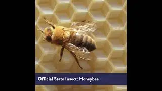 EOA Minute: Honeybees (June 2024)