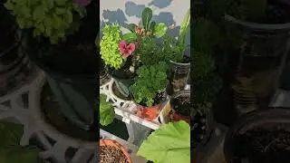 8/19(아침) 제라늄 꽃이 다시 피네요.(The geraniums are blooming again.)#식물 #텃밭 #허브 #일상 #힐링 #꽃 #nature #farm #tree