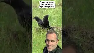 Unraveling the Secret World of Crows: Family Bonds that Amaze! #crows #sweet #crowbuddy