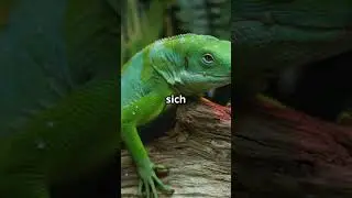 Warum fallen Leguane von B&auml;umen? 🦎 🌳