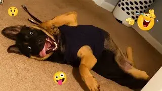 You&rsquo;ll Die Laughing Watching These Dogs 😂🐶 The Funniest Dog Moments Compilation #34