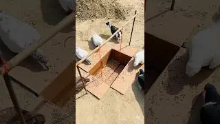 Easy and Fast Hole Pigeon Trap #traps #birds #animals #experiment