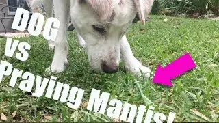 Praying Mantis VS Dog!!  With Live Color Coverage!