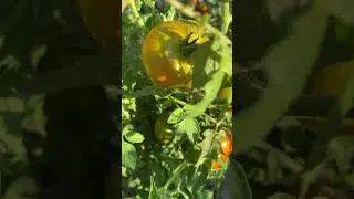 ПОМИДОРЫ 🍅 ДЕСЕРТНОГО ВКУСА  ЛЕТО 🌞 ЖАРА 35град.😡