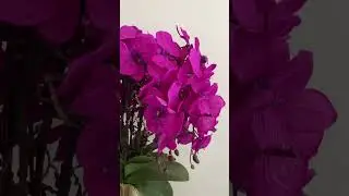 Orchid arrangement💗 #decor #decorationideas #orchid #orchids #flower #decorating