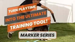 Toy Reward Marker Words in Dog Training | Build Drive, Engagement, & Clarity