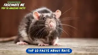 TOP 10 Most Interesting and Fascinating Facts about RATS