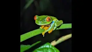 Real Affordable Costa Rica with Overseas Adventure Travel
