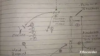 Functional importance of Lipid Storage And Membrane Lipids || full notes in hindi msc ||