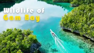 Raja Ampat | This is Gam Bay | Dolphins Hunting & Mating